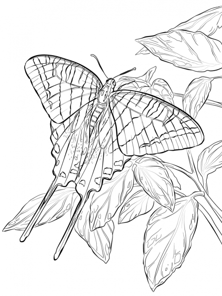 Zebra Swallowtail butterfly  coloring page image