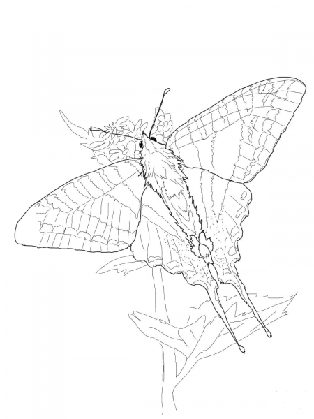 Zebra Swallowtail coloring page image