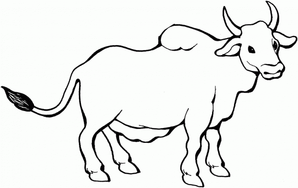 Zebu coloring page image