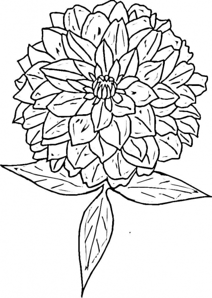 Zinnia  coloring page image