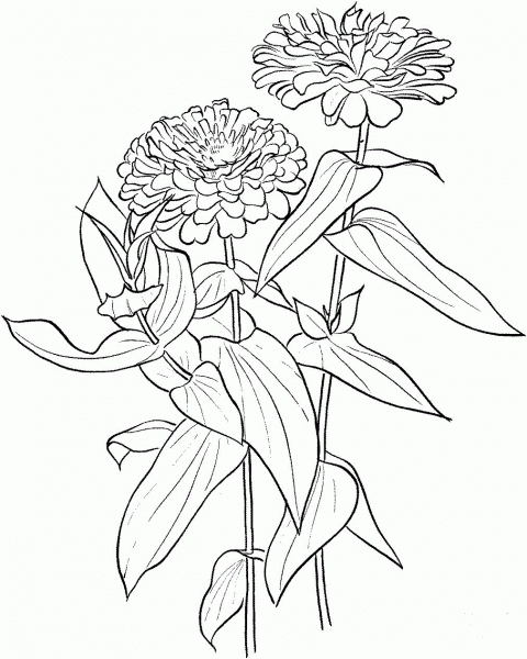 Zinnia Elegans coloring page image