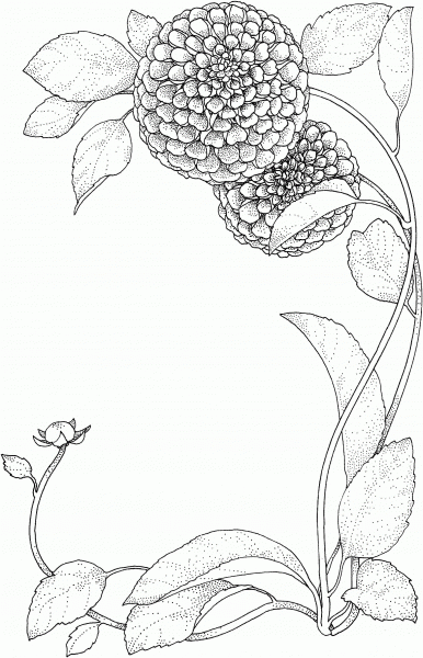 Zinnia Flowers coloring page image
