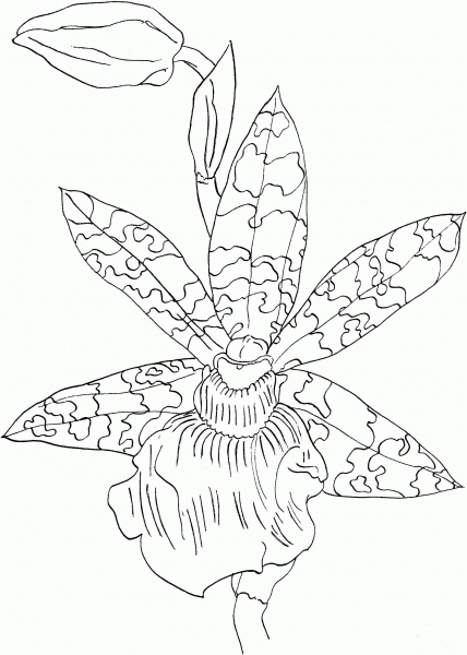 Zygopetalum Helen ku Orchid coloring page image