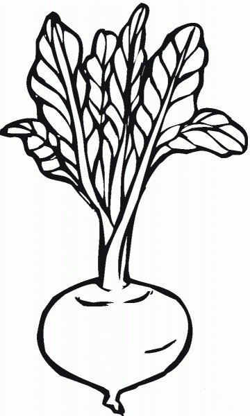 Beetroot coloring page image