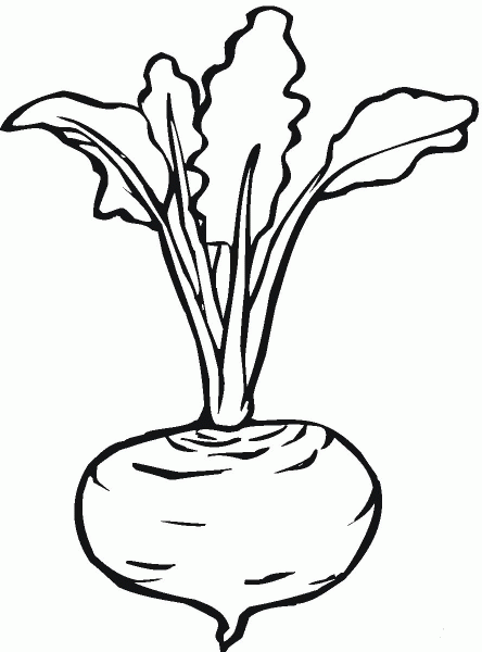 Beetroot coloring page image