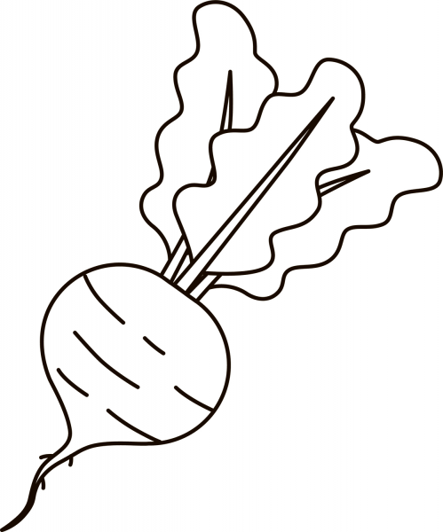 Beetroot coloring page image