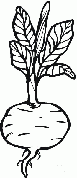 Beetroot coloring page image