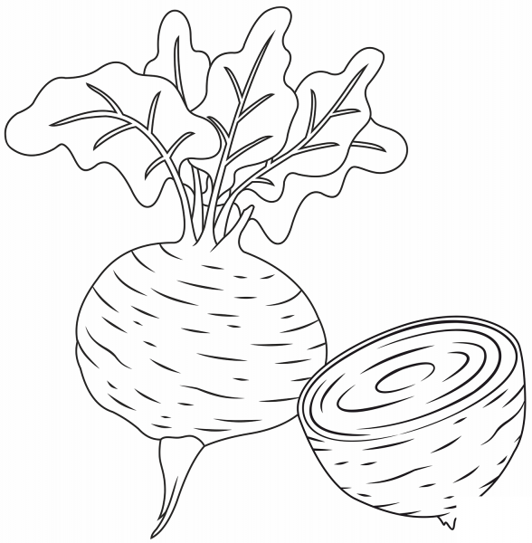 Beetroot coloring page image