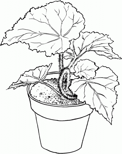 Begonia coloring page image