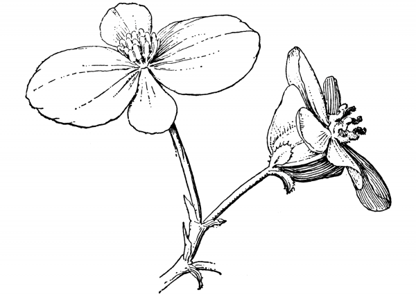 Begonia coloring page image