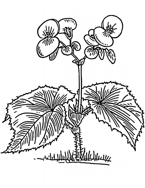Begonia coloring page image