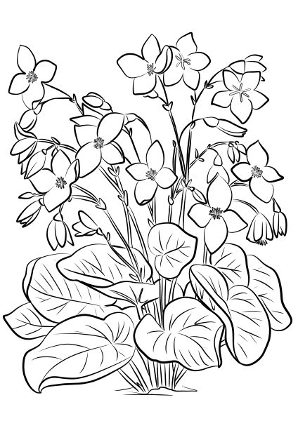 Begonia Froebelii coloring page image