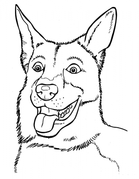 Belgian Malinois coloring page image