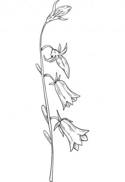 Bell Flower coloring page image