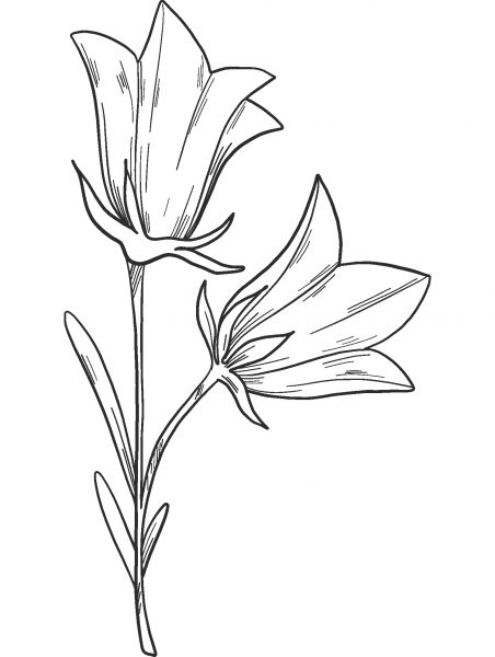 Bell Flower coloring page image