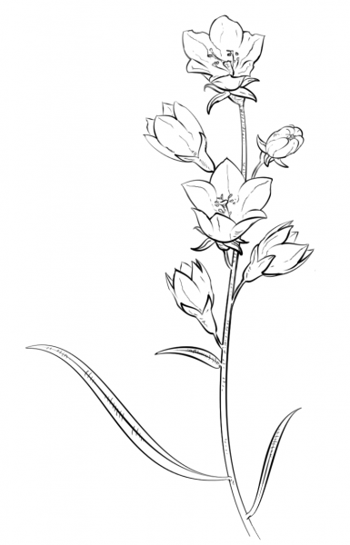Bell Flower coloring page image