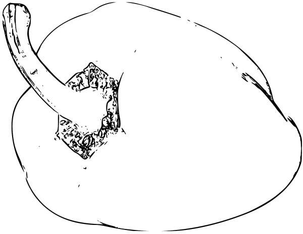 Bell Pepper coloring page image