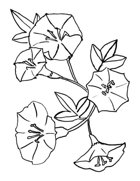 Bellflower  coloring page image