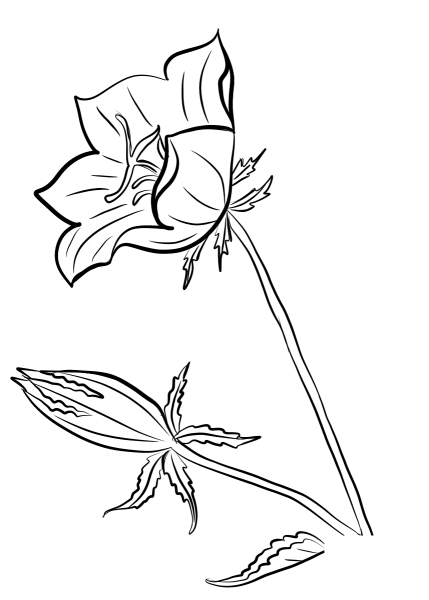 Bellflower coloring page image