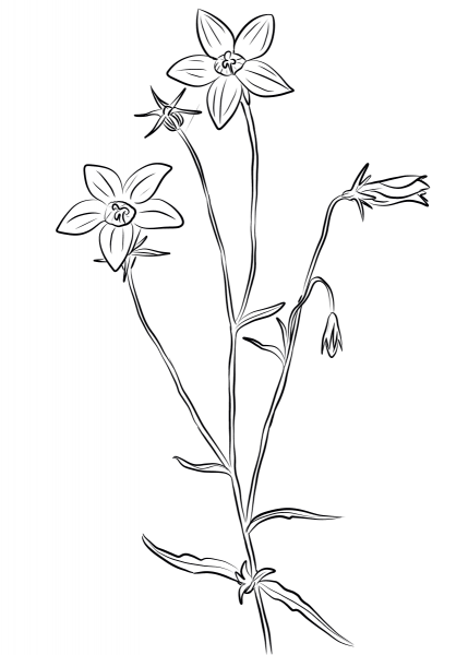 Bellflower coloring page image