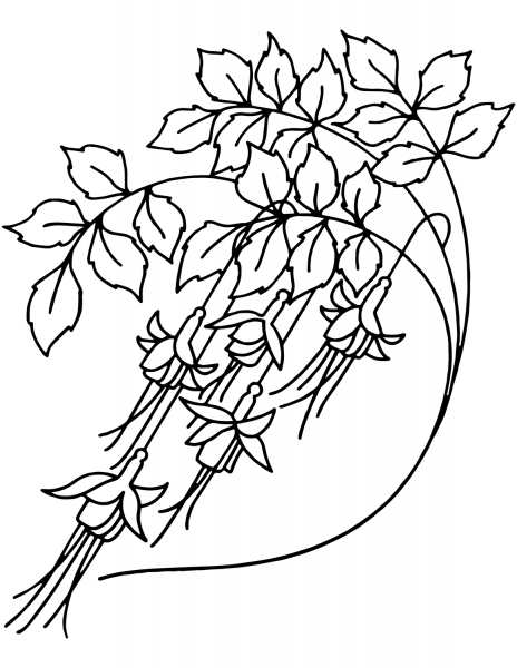 Bellflowers coloring page image