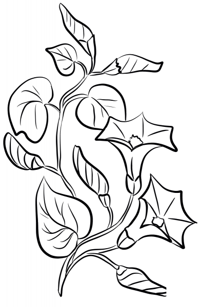 Bellflowers coloring page image