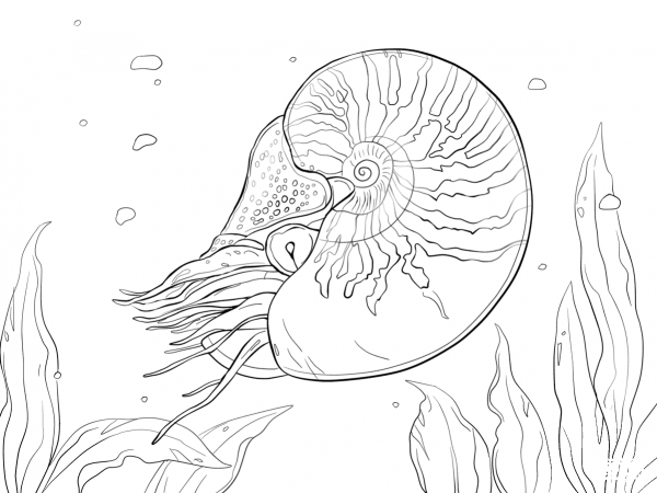 Bellybutton Nautilus coloring page image