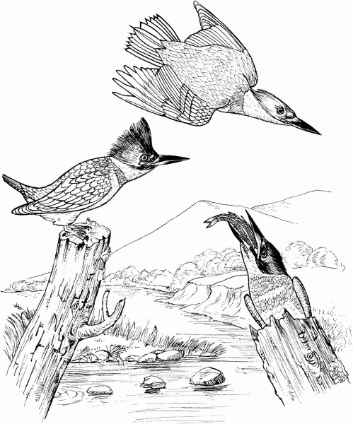 Belted Kingfisher Birds coloring page image