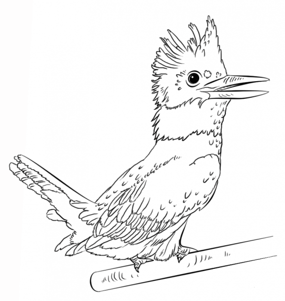 Belted Kingfisher coloring page image