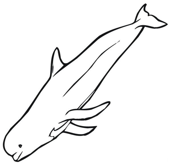 Beluga coloring page image
