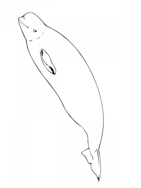 Beluga Whale coloring page image