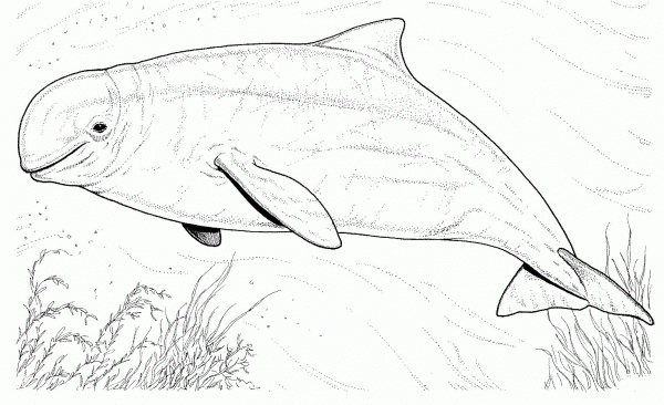Beluga whale coloring page image