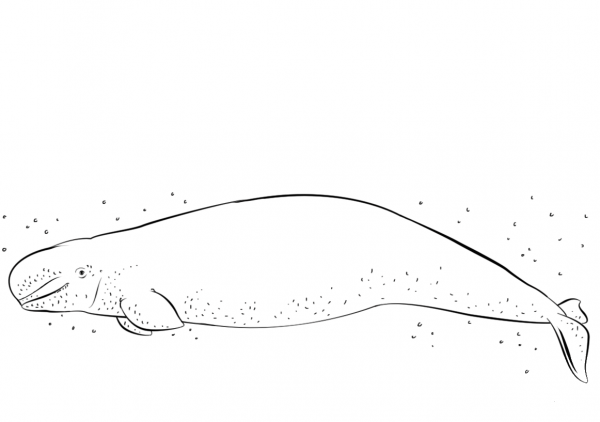 Beluga Whale coloring page image