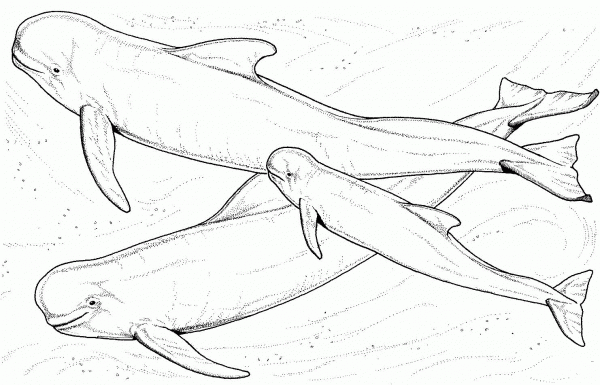 Beluga Whales coloring page image