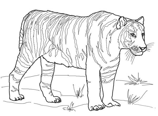 Bengal Tiger coloring page image