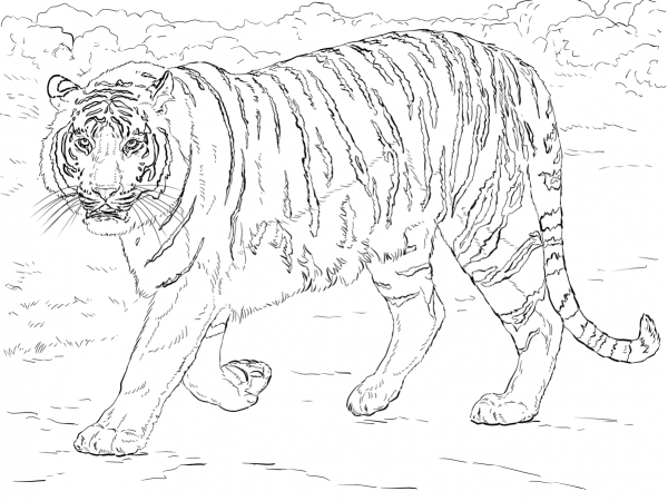 Bengal Tiger coloring page image