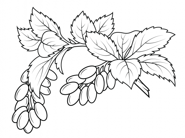 Berberis coloring page image