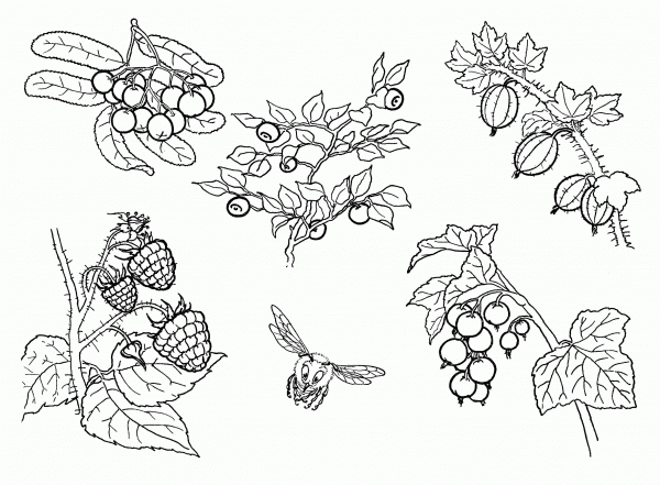 Berries  coloring page image