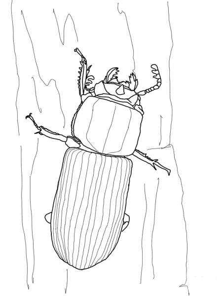 Bess Beetle coloring page image