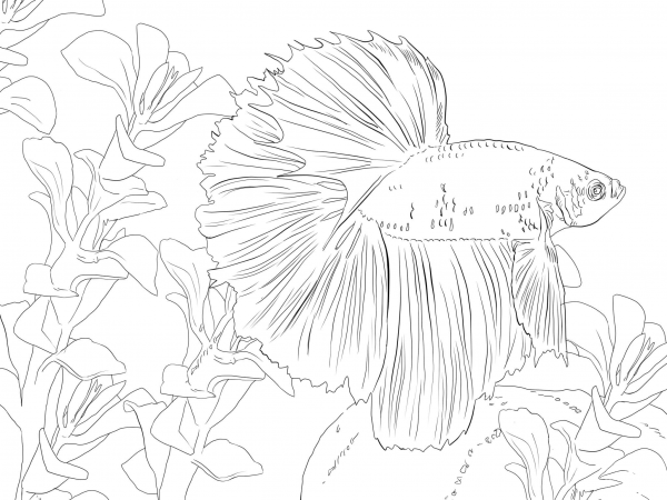 Betta Fish coloring page image