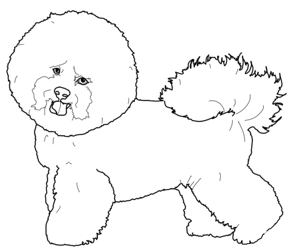 Bichon Frise coloring page image