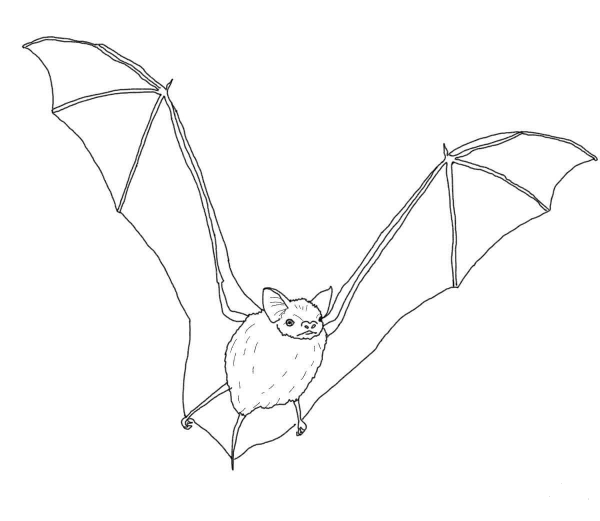 Big Brown Bat coloring page image