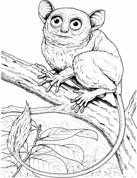Big Eyed Monkey coloring page image