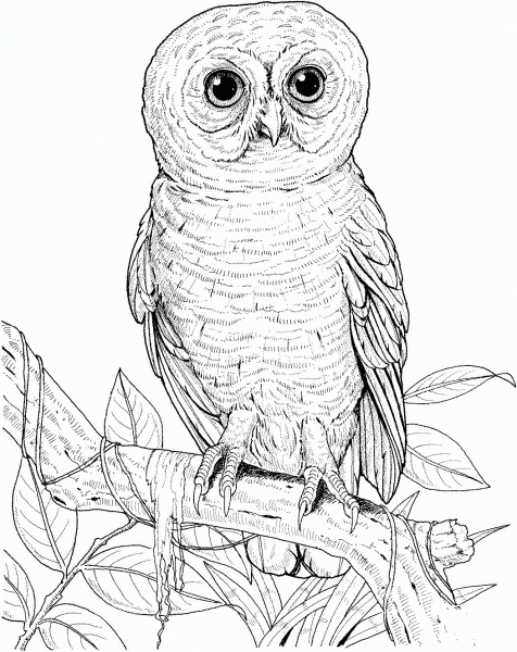 Big Eyed Owl coloring page image