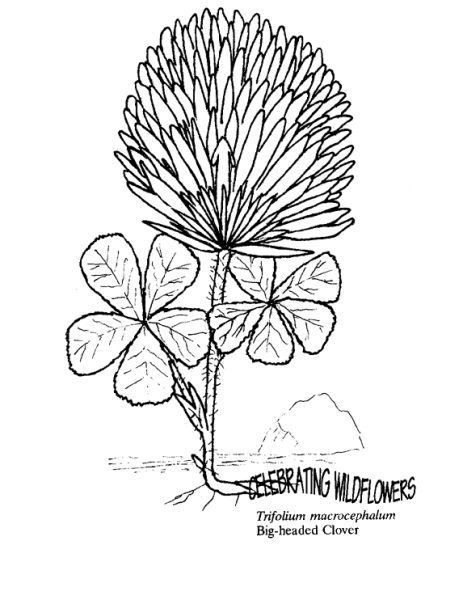 Big-Headed Clover coloring page image