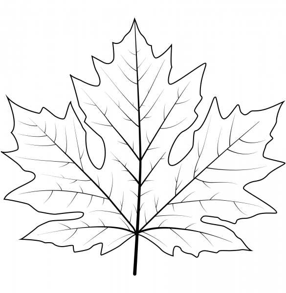 Big Leaf Maple Leaf coloring page image