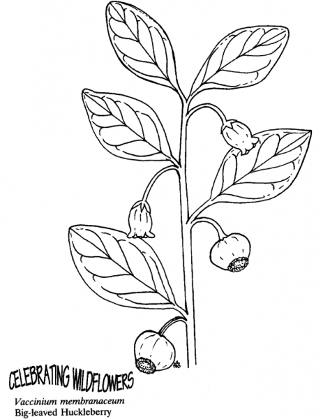 Big-Leaved Huckleberry coloring page image