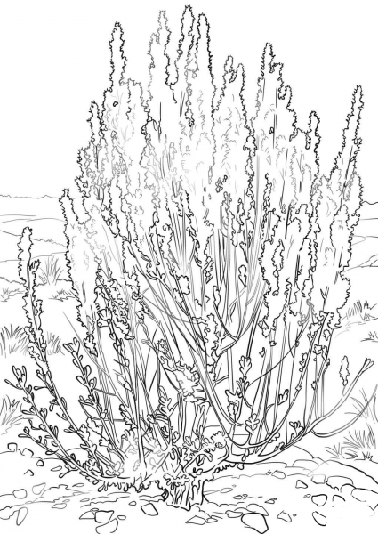 Big Sagebrush coloring page image