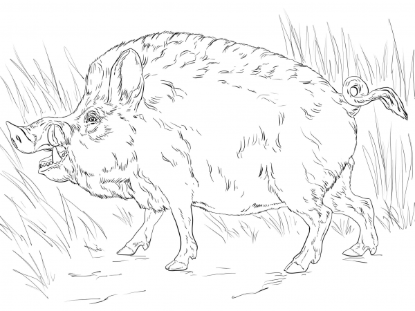 Big Wild Boar coloring page image