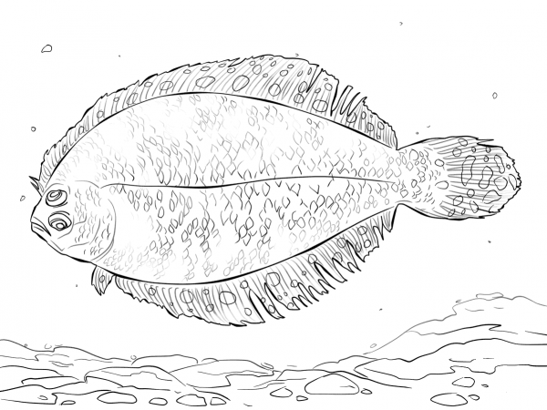 Bigeye Flounder coloring page image